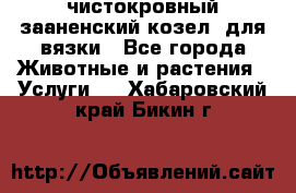 чистокровный зааненский козел  для вязки - Все города Животные и растения » Услуги   . Хабаровский край,Бикин г.